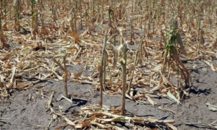 Por la sequía incrementan ayuda para productores santafesinos