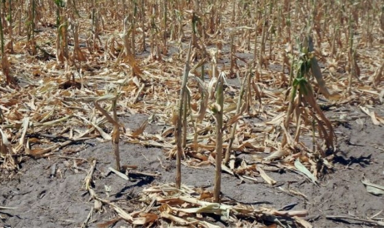 Cambio climático y sequía: ¿hay relación?