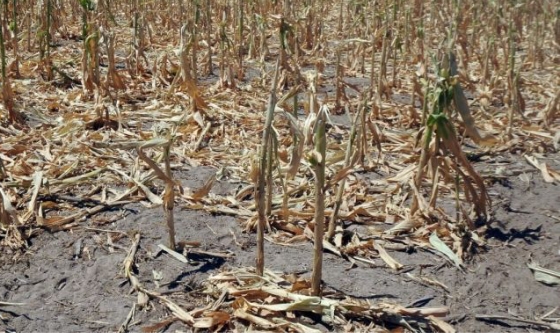 Por la sequía incrementan ayuda para productores santafesinos