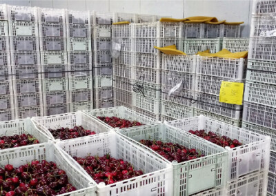 Exportación de cerezas desde el sur de la Patagonia a EE.UU., China y Canadá