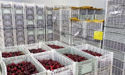 Exportación de cerezas desde el sur de la Patagonia a EE.UU., China y Canadá