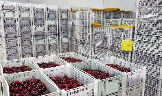 Exportación de cerezas desde el sur de la Patagonia a EE.UU., China y Canadá