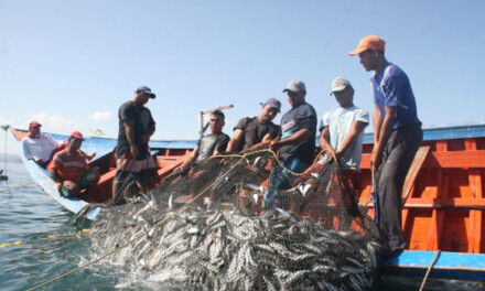 Fijan cupos máximos para la pesca de la corvina en el frente marítimo argentino-uruguayo