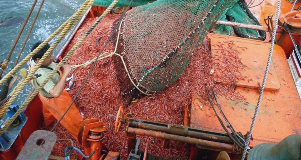 Fomentan procesamiento de productos pesqueros para alentar el trabajo en tierra