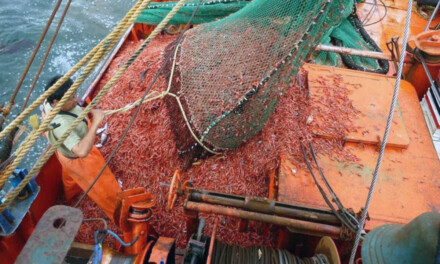 Fomentan procesamiento de productos pesqueros para alentar el trabajo en tierra