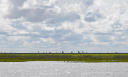 El Paraná registra la mayor altura de sus aguas de los últimos tres años