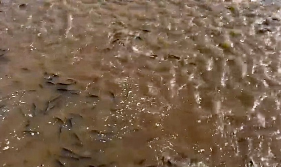 Aseguran que hay una “explosión” reproductiva de peces tras el crecimiento del Paraná