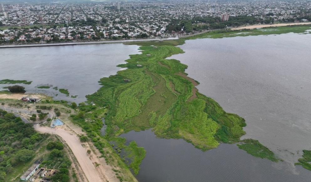 Por la bajante del río Paraná se ha formado un embalsado de casi 10 hectáreas en la Laguna Setúbal