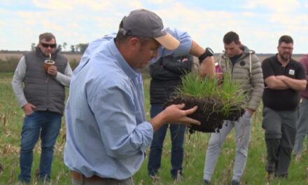 ¿Cómo la reserva de carbono en suelo argentino contribuye a mitigar el efecto invernadero?