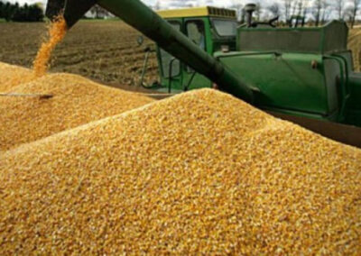 Sorgo y maíz: se actualizan los requisitos fitosanitarios para las exportaciones a China