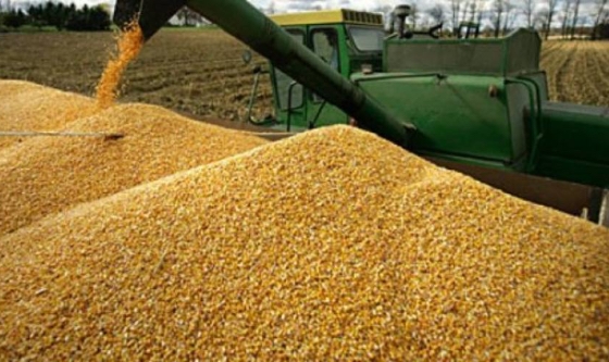 Sorgo y maíz: se actualizan los requisitos fitosanitarios para las exportaciones a China