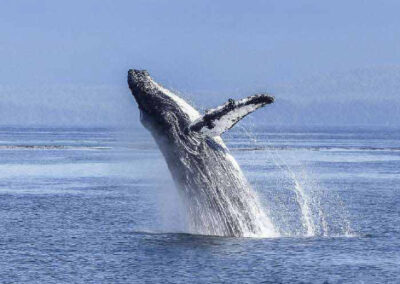 Puerto de Bahía Blanca: advertencia a navegantes sobre la presencia de ballenas
