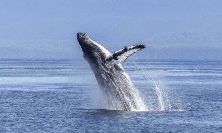 Puerto de Bahía Blanca: advertencia a navegantes sobre la presencia de ballenas