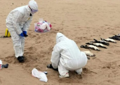 Investigan la aparición de pingüinos y otros animales muertos en las costas uruguayas