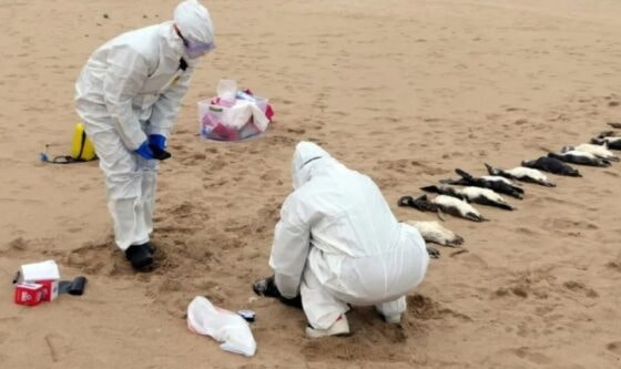 Investigan la aparición de pingüinos y otros animales muertos en las costas uruguayas