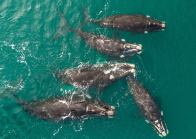 Más de 1200 ballenas en la Península de Valdés