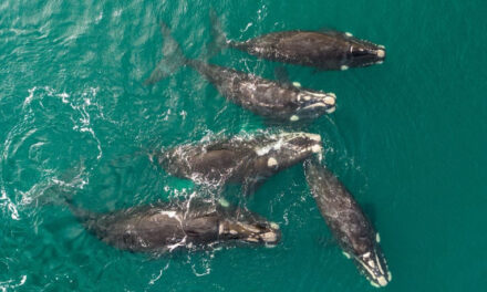 Más de 1200 ballenas en la Península de Valdés