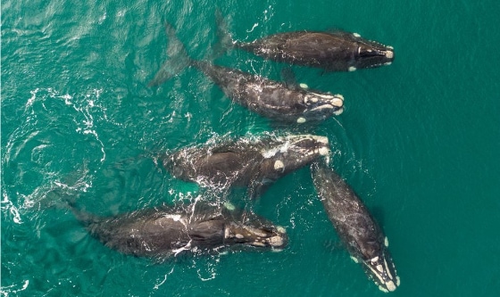 Más de 1200 ballenas en la Península de Valdés
