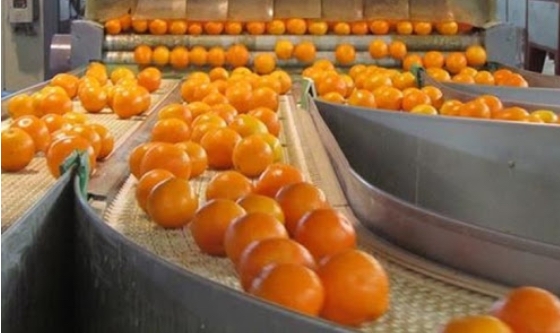 Nueva Normativa para la Producción y Comercialización de Cítricos
