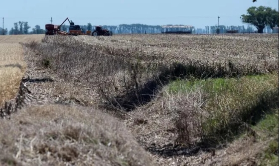 Sequía en Argentina provoca mala cosecha y la importación de soja de países vecinos