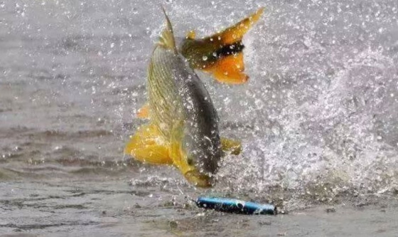 La Comisión Administradora del Río Uruguay adopta medidas cruciales para la protección del Dorado