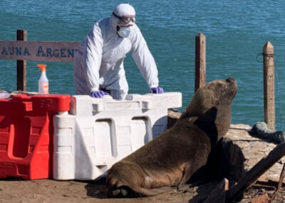 Se confirmaron nuevos brotes de influencia aviar en lobos marinos en Mar del Plata, Buenos Aires y Chubut