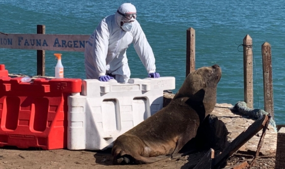 Se confirmaron nuevos brotes de influencia aviar en lobos marinos en Mar del Plata, Buenos Aires y Chubut