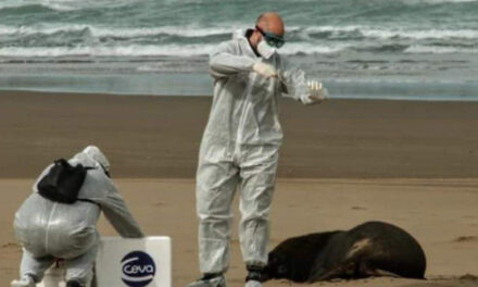 Hallazgo Alarmante: 40 Lobos Marinos Muertos en Necochea y Quequén