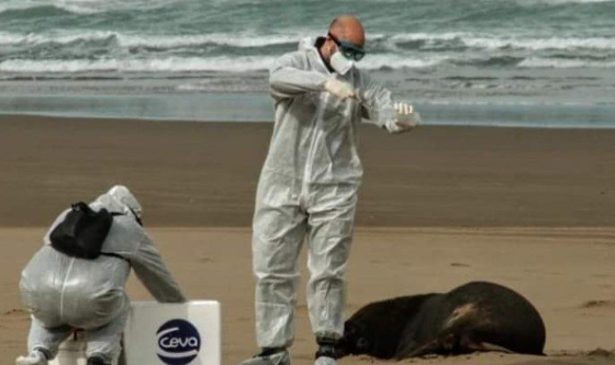Hallazgo Alarmante: 40 Lobos Marinos Muertos en Necochea y Quequén