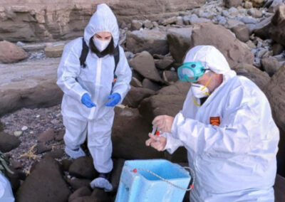 Cierran otra playa por brote de gripe aviar en lobos marinos