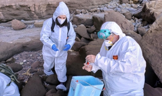 Cierran otra playa por brote de gripe aviar en lobos marinos