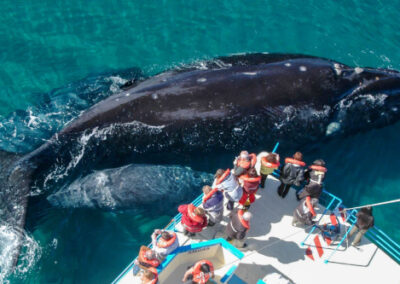 Puerto San Antonio del Este da inicio a la temporada de avistaje de ballenas con un acto central