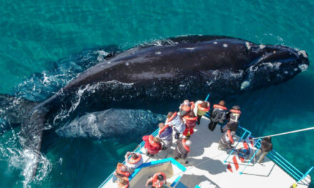 Puerto San Antonio del Este da inicio a la temporada de avistaje de ballenas con un acto central