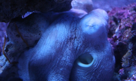 Acabamos de obtener aún más evidencia de que los pulpos sueñan, y se ve realmente hermoso