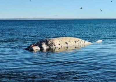 Apareció un ballenato muerto en Playa Paraná