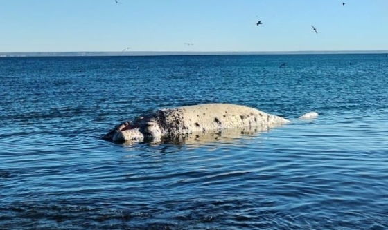 Apareció un ballenato muerto en Playa Paraná