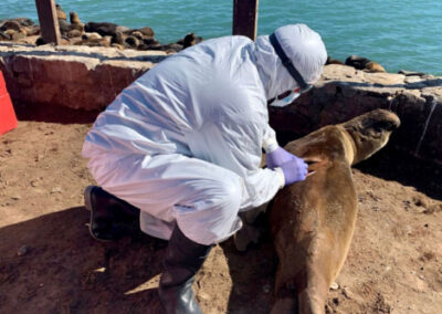 Brotes de Gripe Aviar afectan a la población de lobos marinos en las costas argentinas