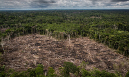 VISEC: la plataforma argentina para la trazabilidad de productos libres de deforestación