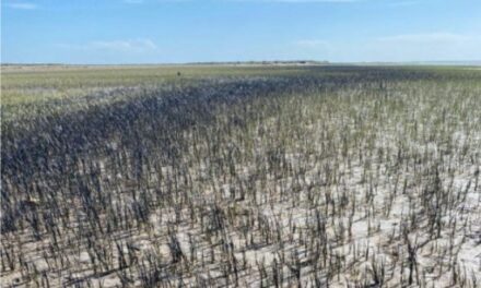 Bahía Blanca: Susbielles realizará denuncia penal contra Oiltanking por el derrame en la ría