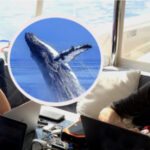 Científicos avanzan la comunicación con ballenas
