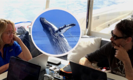 Científicos avanzan la comunicación con ballenas