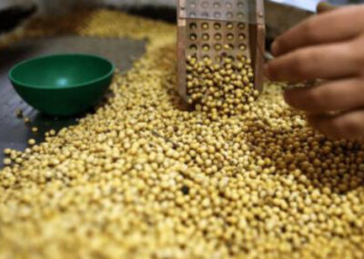 Argentina autorizó nueva variedad de soja genéticamente modificada 