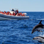 Puerto Madryn: Piden regular el espacio costero para el avistaje de Delfines