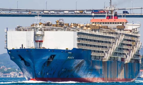 El buque más grande del mundo dedicado al transporte de ganado