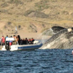 Aumento de tarifas en el avistaje de ballenas en Puerto Madryn 