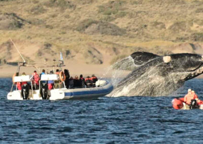 Aumento de tarifas en el avistaje de ballenas en Puerto Madryn 