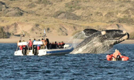 Aumento de tarifas en el avistaje de ballenas en Puerto Madryn 