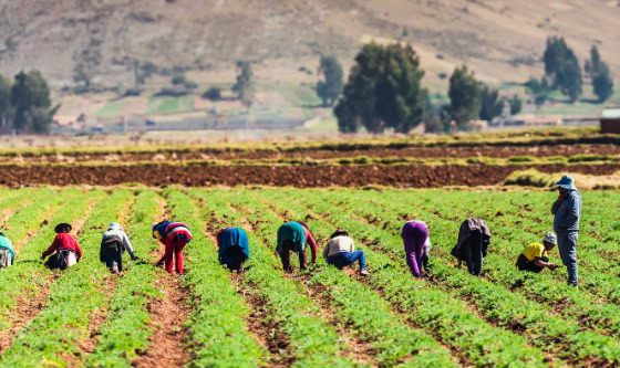 El BID publicó el informe «Políticas Agropecuarias en América Latina y el Caribe, 2023»