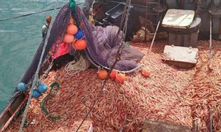 Langostino Costero Argentino a un Paso de la Certificación MSC