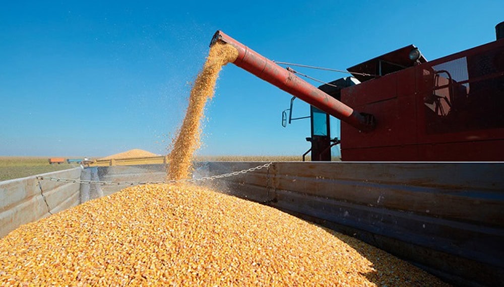 Estados Unidos gana terreno en el mercado del maíz mientras Argentina y Brasil ajustan sus estrategias